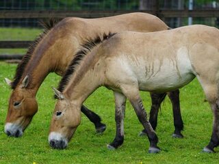 Wetenschappers klonen przewalskipaard