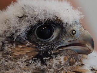 Postduiven 'vermoord' door roofvogels?
