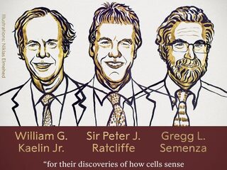 Nobelprijs Geneeskunde voor hoe cellen zuurstof waarnemen