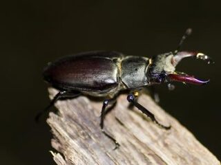 Het vliegend hert: een spectaculaire verschijning