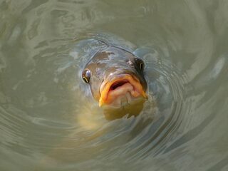 Moet je dieren wel voeren?