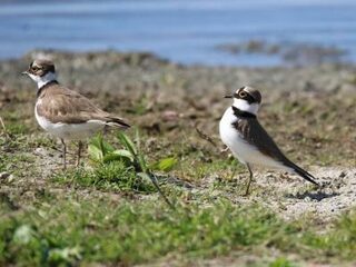 5 keer het grappige gedrag van dieren