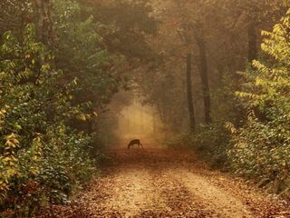 Te hoge bloedsuikerspiegel? Neem een dosis natuur op recept!