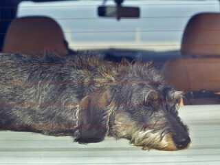 'Hond in hete auto achterlaten moet zwaarder gestraft'