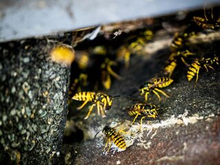 Dit is waarom we meer last van wespen lijken te hebben