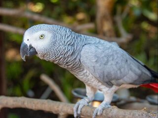 Grijze roodstaartpapegaai verslaat Harvard-studenten met balletje-balletje