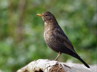 'Geef je kat een belletje, en steriliseren die handel'