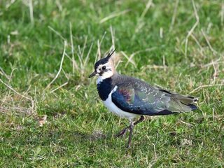 Hé vogelaar! Herken jij deze vier vogelgeluiden?