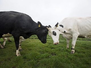 Podcast De Dag: Nee, de boeren zijn niet boos op jou