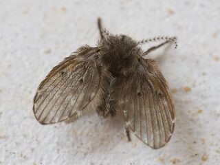 Grootste wens van bioloog: vinden van nieuwe soort