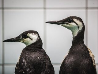 Hoeveel dode zeekoeten zijn al in ons land aangespoeld?
