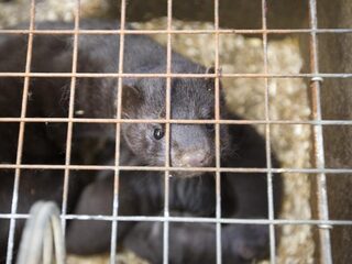 Ruim 200 Denen besmet met gemuteerd coronavirus: reden tot zorg?