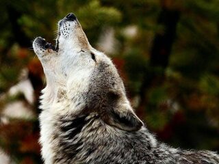 De 1800 hertjes en de wolf