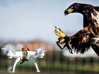 'Trainen anti-dronevogels toch lastiger dan gedacht'