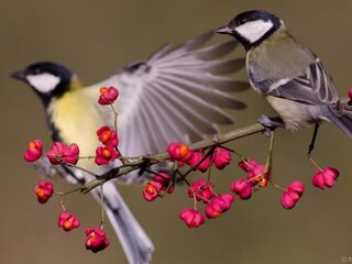 Jortcast #95 De wetenschap van nu: jonge doctoren