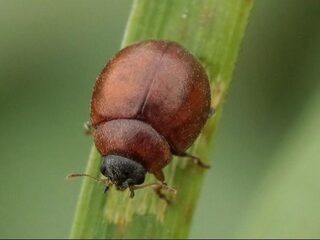 Nieuwe soort voor Nederland: ongevleugeld lieveheersbeestje