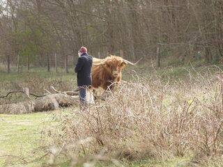 Podcast De Dag: gewond door grote grazers: de voor- en nadelen van oerrunderen