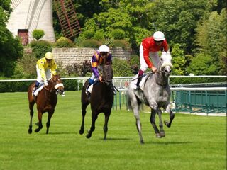 Paarden kunnen langer rennen dankzij hun darmbacteriën