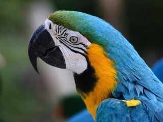 Alleen mens(apen) slim? Vergeet de vogels niet