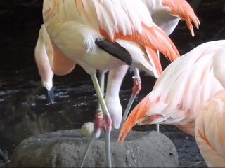 'Zien broeden doet broeden', dierentuin fopt flamingo's met nep-ei
