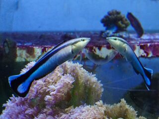 Dit visje herkent zichzelf in de spiegel