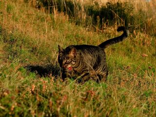 Zo maak je je kat minder moordzuchtig