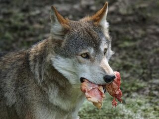 Werd de wolf hond dankzij ons overtollige jachtvlees?