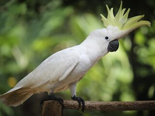 Kaketoe Snowball kan nu al veertien vette moves