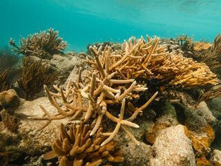 Is het koraal te redden?
