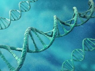 Genetisch bewijs gevonden voor homoseksualiteit?