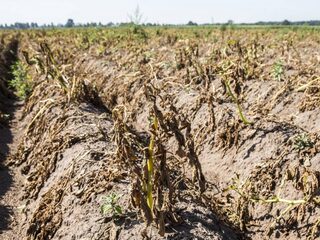 VN-klimaatrapport: voedseltekort dreigt vanaf 2050 door klimaatverandering