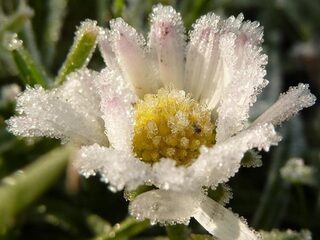 Madelief op nummer 1 in de jaarlijkse winterbloeiers