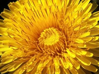 De paardenbloem doodgewoon? Welnee! Er zijn wel 1000 soorten