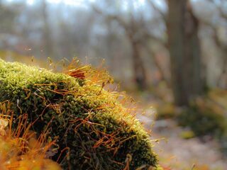 Paulien Cornelisse is gek van mossen