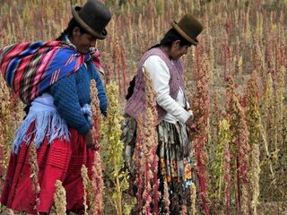 Het nieuwe goud: import quinoa in vier jaar verdrievoudigd