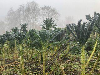 Oogsten bij de boer in de zelfoogsttuin: lijn tussen producent en consument korter