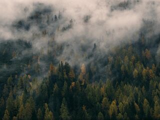 Deze zeldzame dieren worden met uitsterven bedreigd