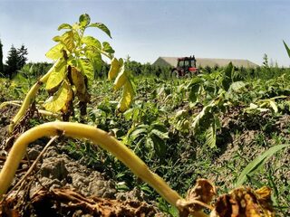 ZLTO: 'Hulp voor boeren na droogte is onder de maat'