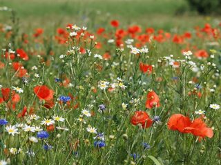 Zaadbommen zijn erg populair maar bevatten verkeerd zadenmengsel