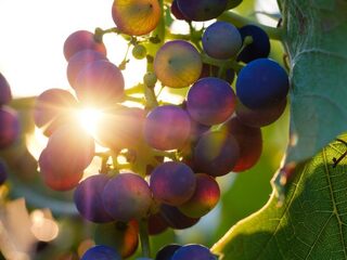 We moeten het hebben over laaghangend fruit