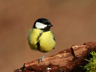 Heb jij dappere of bange koolmezen in de tuin?
