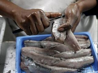 80% van de vis in restaurants is niet duurzaam