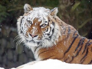 Tijgers keren terug naar Kazachstan