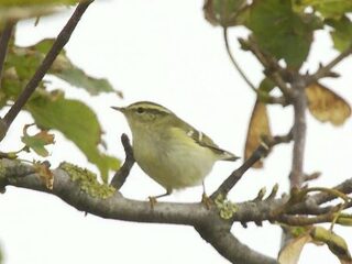 Veel zeldzame vogels in oktober