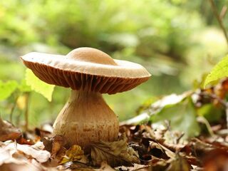 Paddenstoelen verdwijnen door droogte (maar niet allemaal)