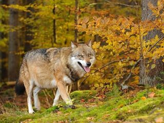 Kanshebber Jan Wolkers Prijs: kinderen van de nacht