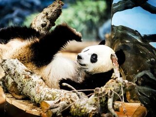 Is de reuzenpanda in Ouwehands Dierenpark zwanger?