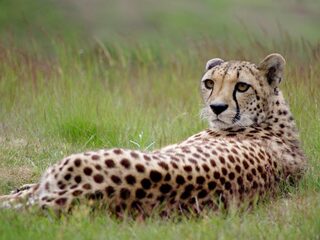 Iraanse natuurbeschermers achter tralies