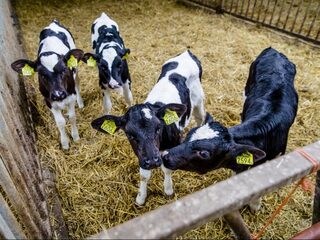 Stand.nl: Halvering van de veestapel is de beste oplossing voor het stikstofprobleem