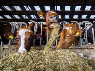 Tekort aan hooi door aanhoudende droogte